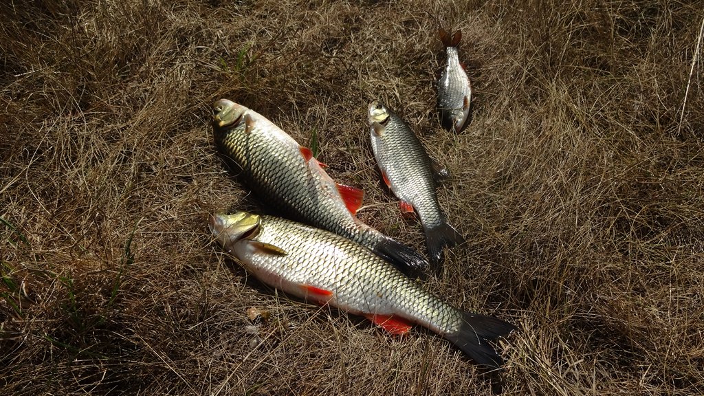 Ловля голавля на фидер летом. Улов